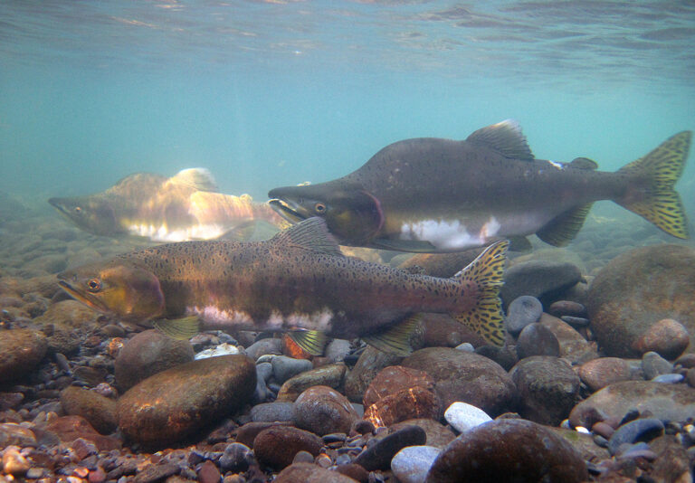 Pink salmon. (NOAA Fisheries photo)